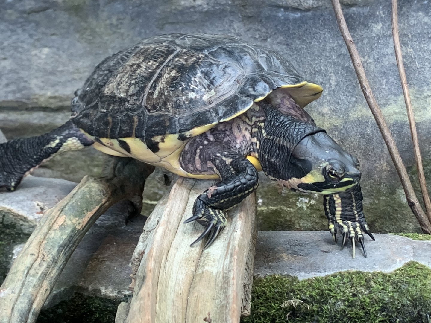 Yellow-Bellied Slider (Trachemys scripta scripta)