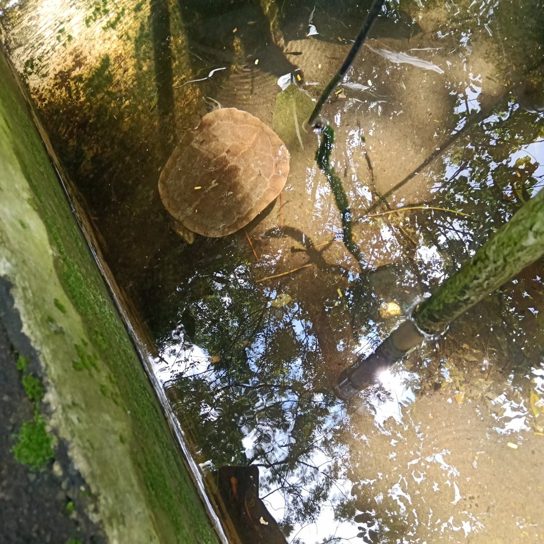Yellow-bellied slider (Trachemys scripta scripta)