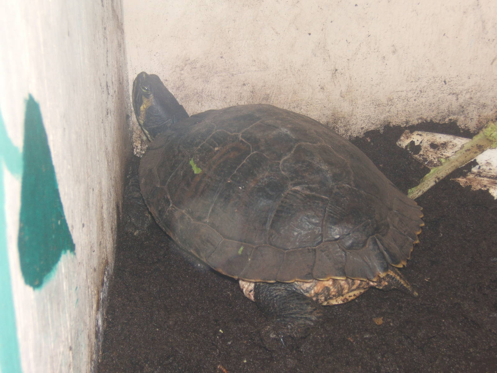 Yellow-bellied Slider