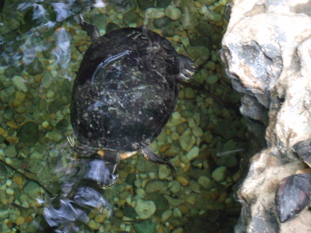Yellow-Bellied Slider