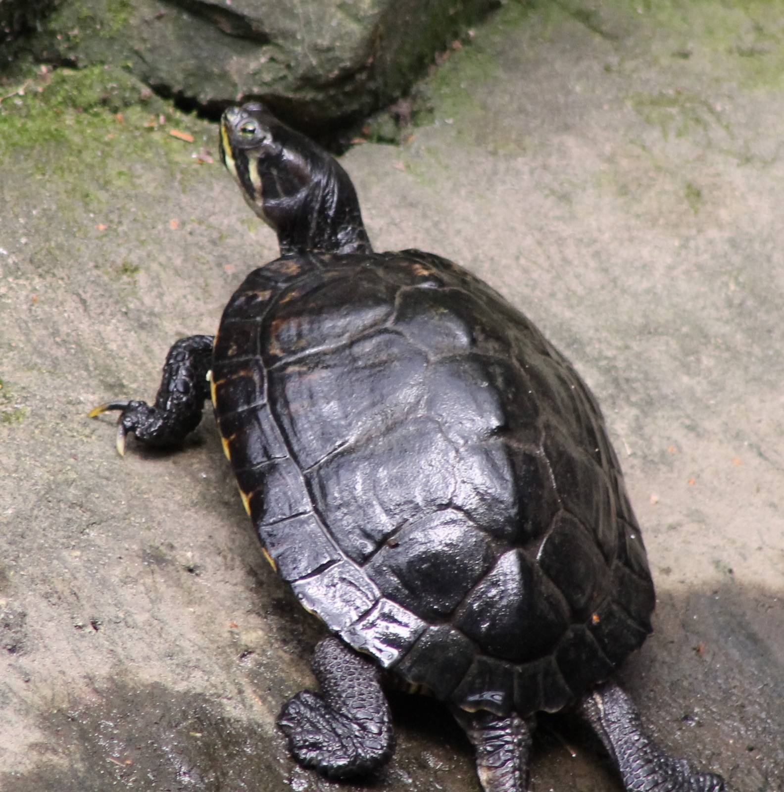Yellow-bellied slider