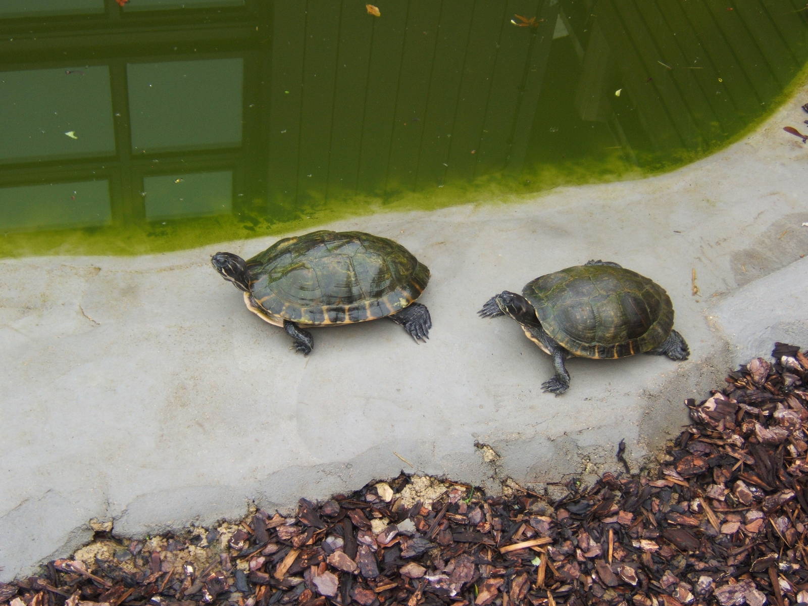Yellow-bellied Slider