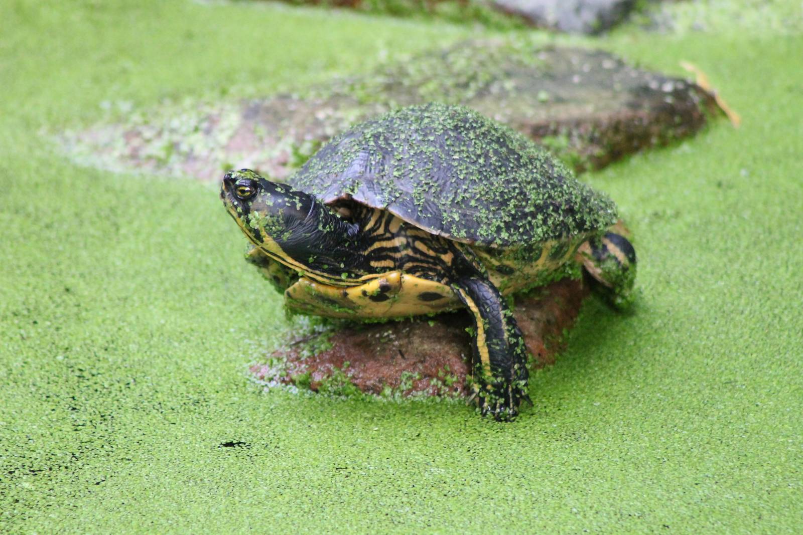Yellow-bellied slider