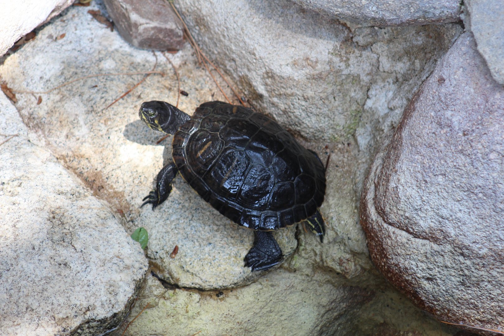 Yellow-Bellied Slider
