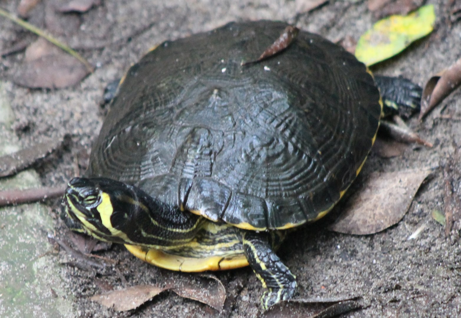 Yellow-bellied slider