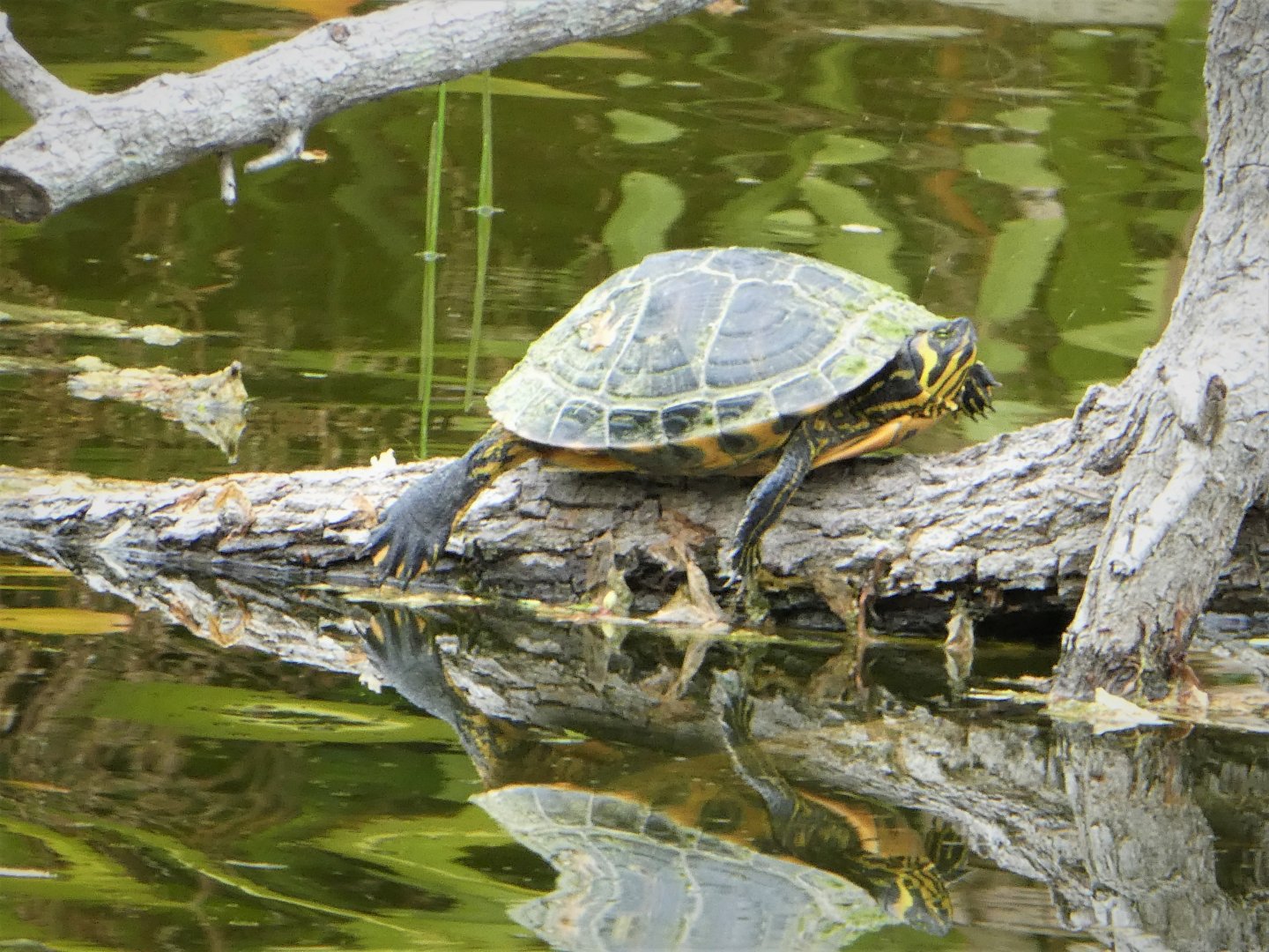Yellow-bellied Slider