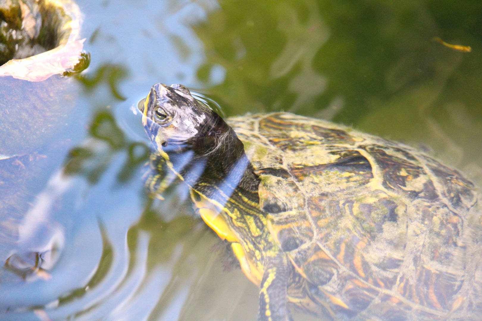 Yellow-bellied Slider