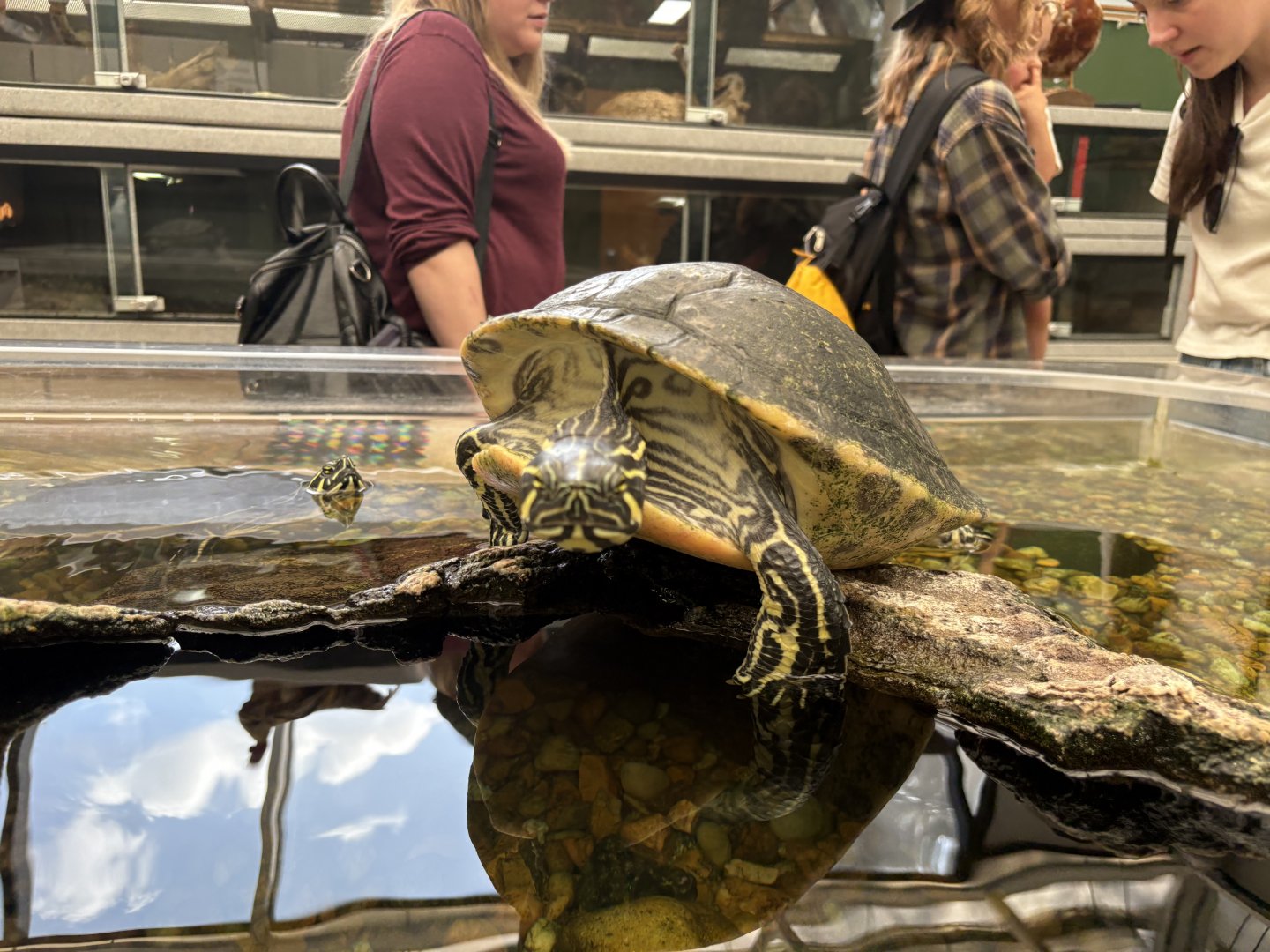 Yellow Bellied Slider