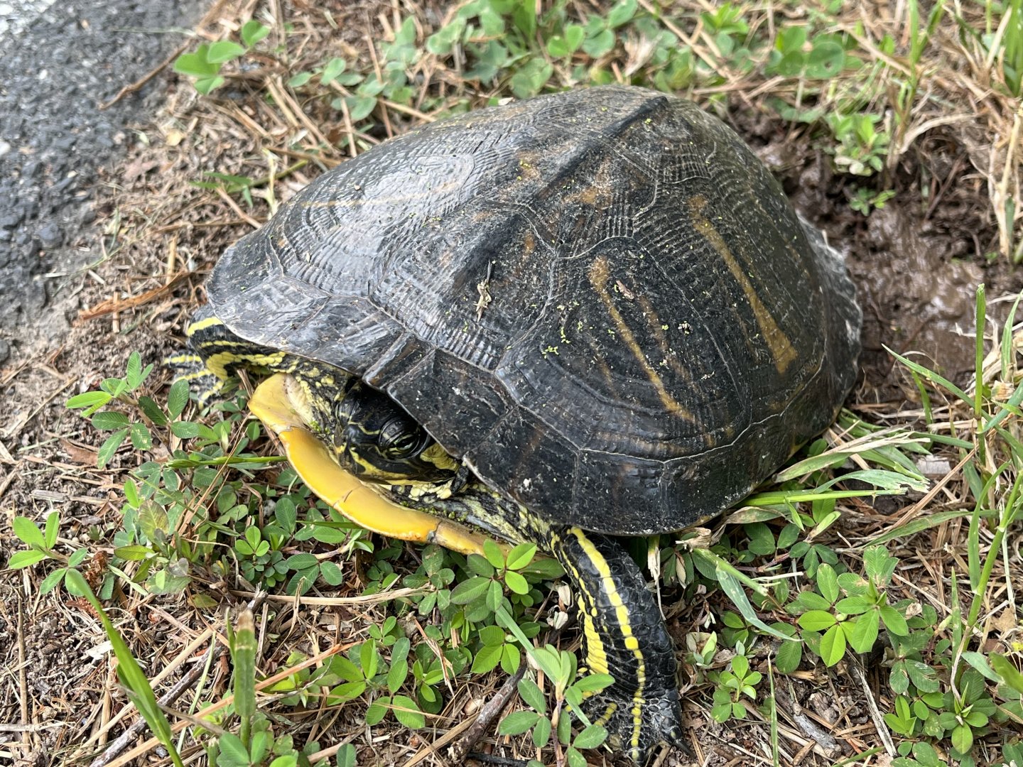 Yellow-bellied Slider