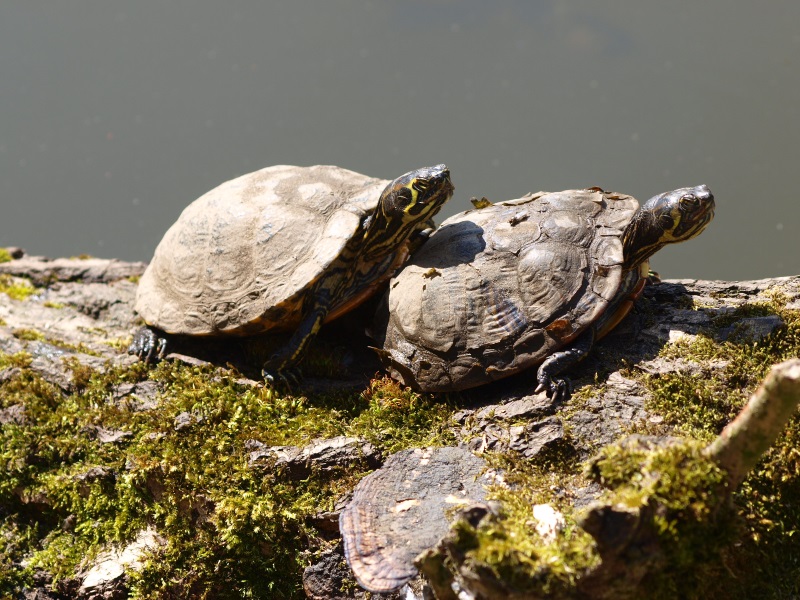Yellow-bellied sliders (April 19th, 2015)
