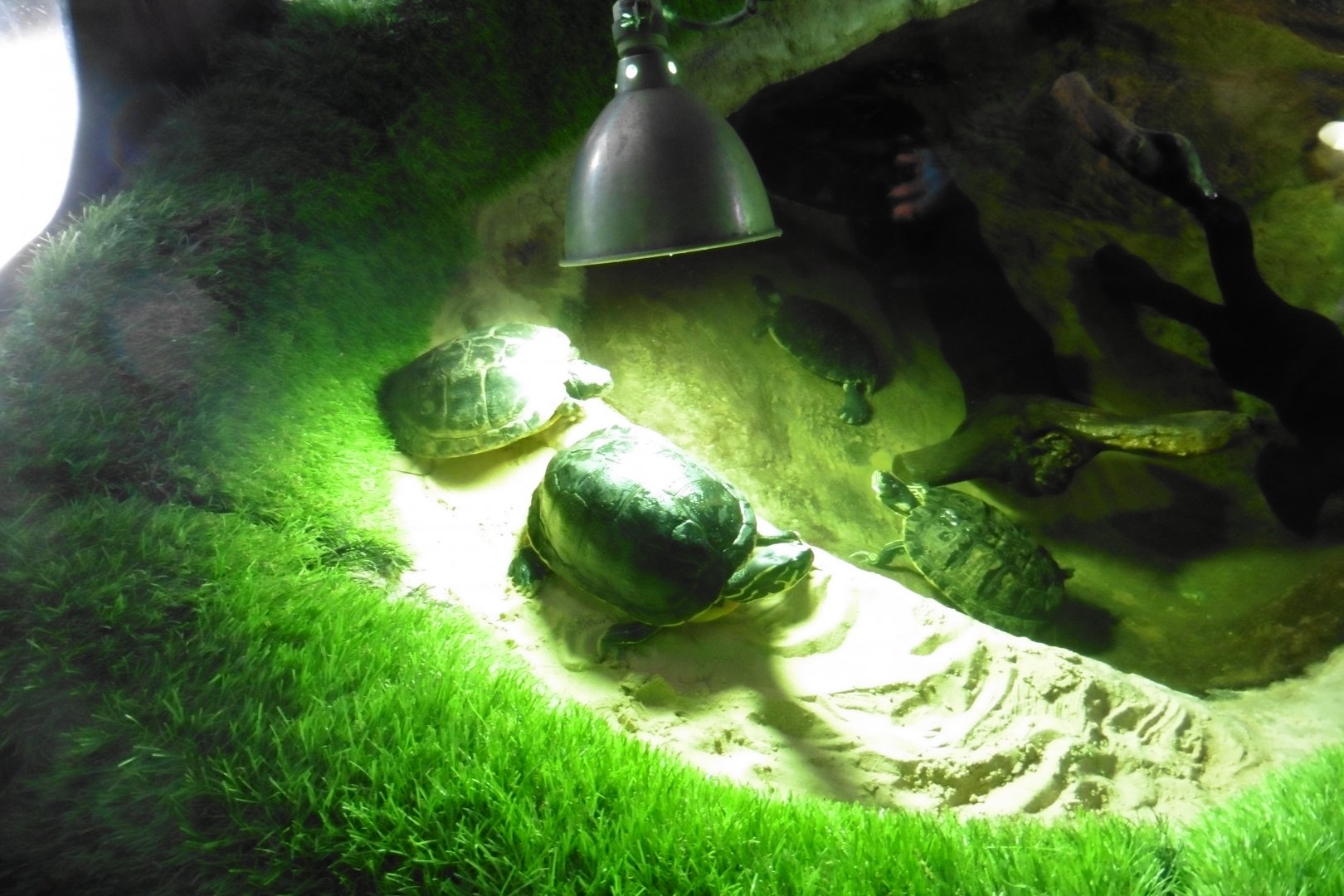 Yellow-bellied Sliders + pool