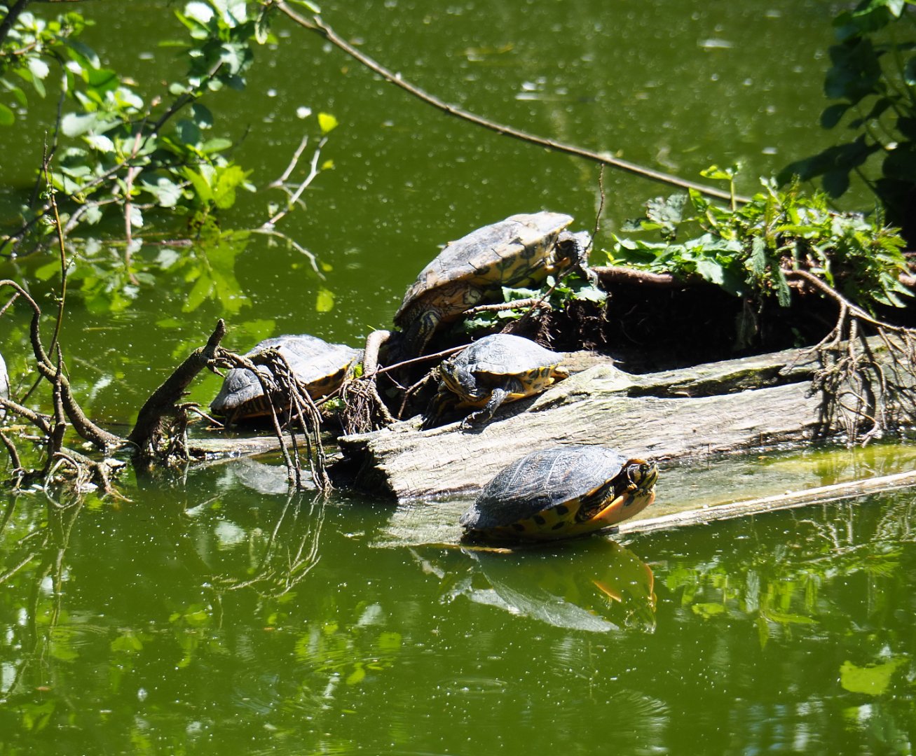 Yellow-bellied sliders (Trachemys scripta scripta), 2019-06-01