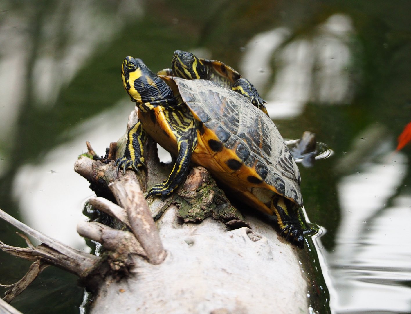 Yellow-bellied sliders (Trachemys scripta scripta), 2019-10-05