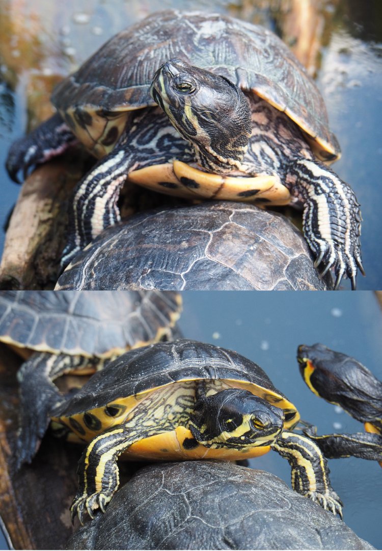 Yellow-bellied sliders (Trachemys scripta scripta), 2020-09-02