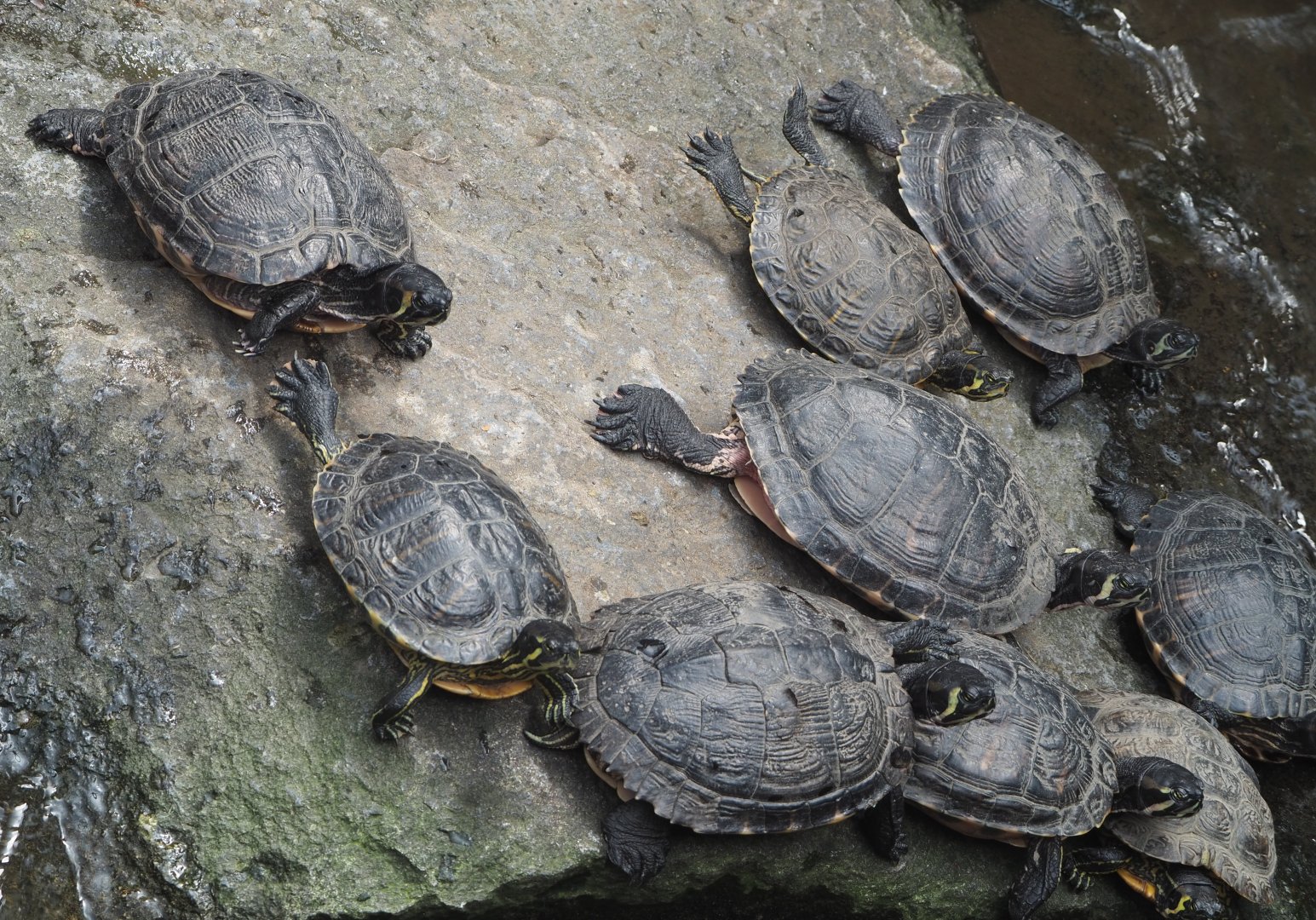 Yellow-bellied sliders (Trachemys scripta scripta), 2021-06-15