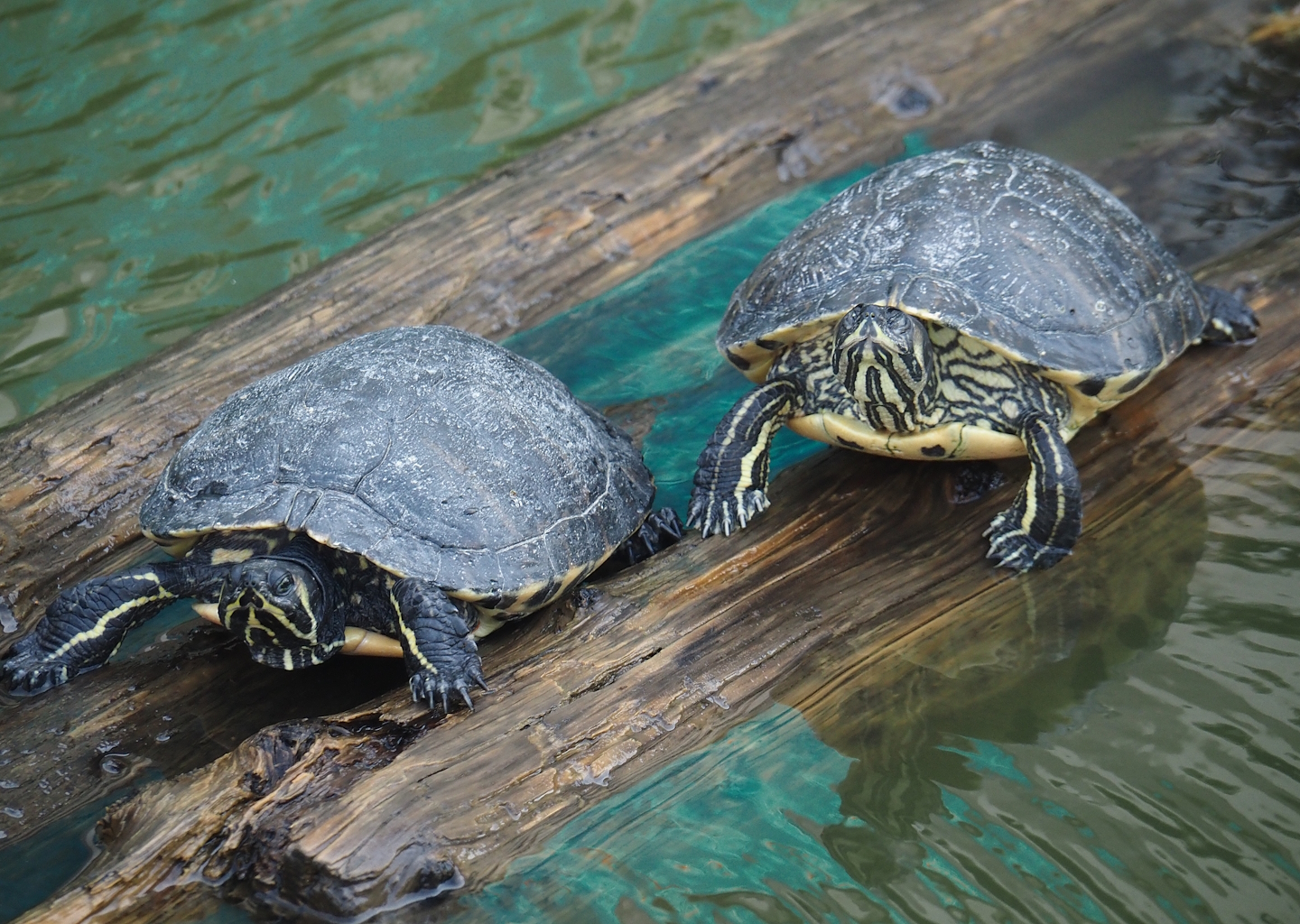 Yellow-bellied sliders (Trachemys scripta scripta), 2024-09-17