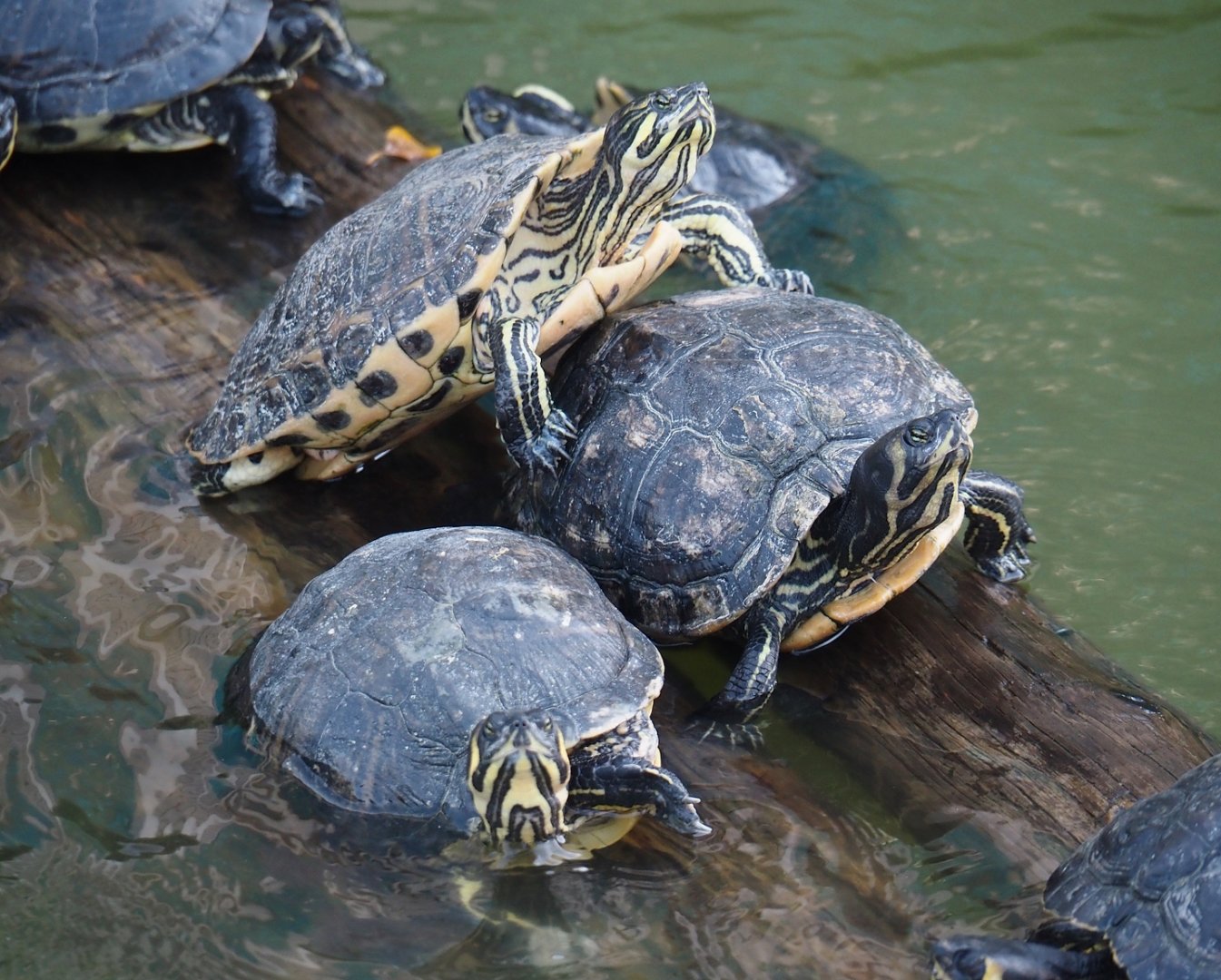 Yellow-bellied sliders (Trachemys scripta scripta), 2024-09-17