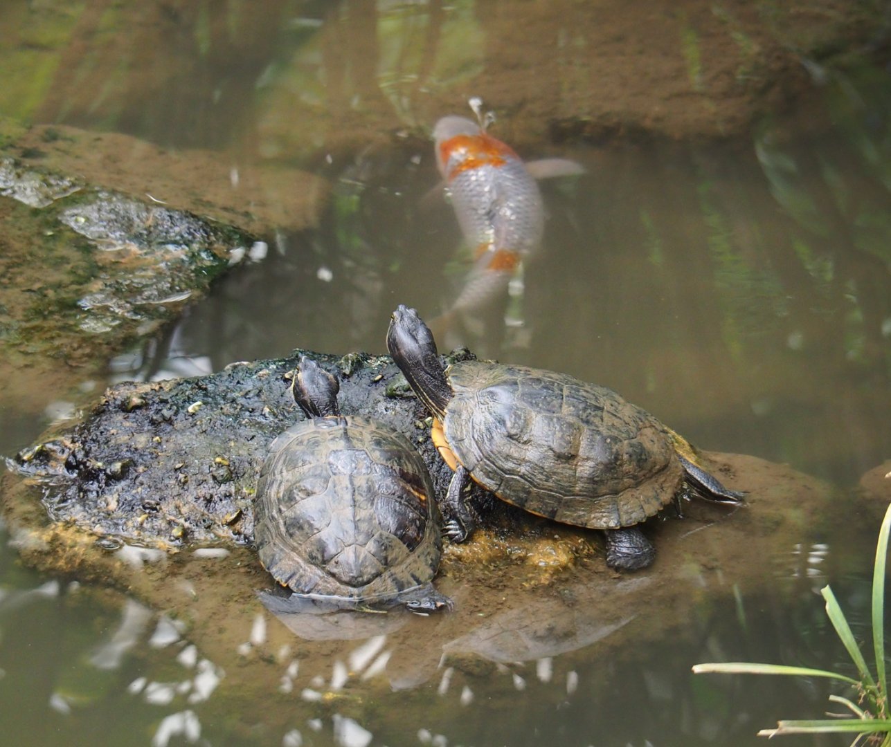 Yellow-bellied sliders (Trachemys scripta scripta) and Koi (Cyprinus rubrofuscus), Aug 28th, 2018