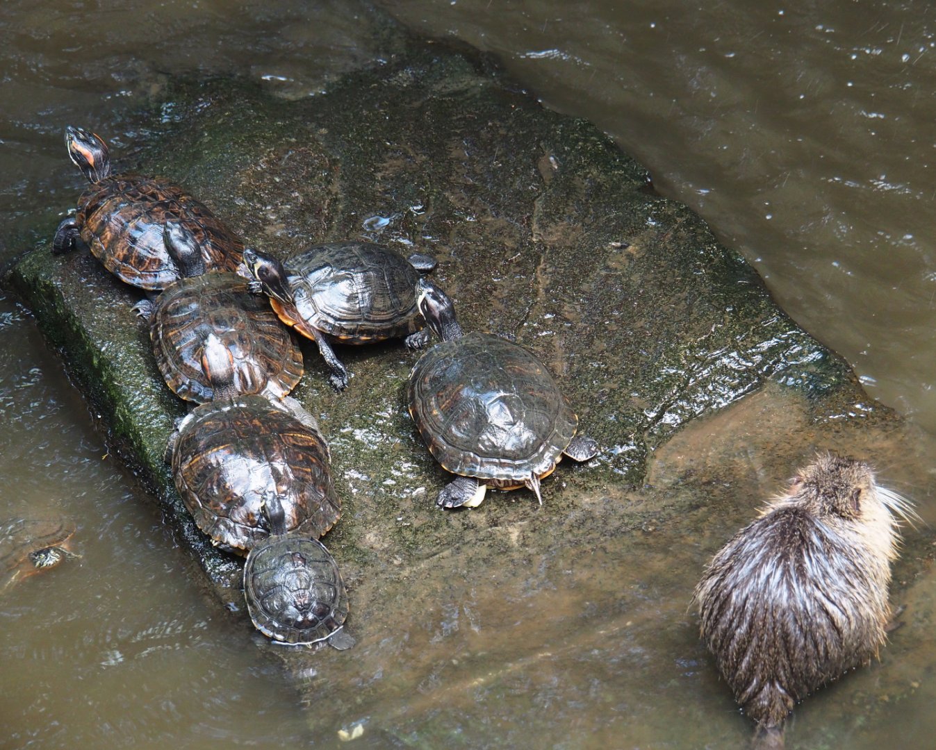 Yellow-bellied sliders (Trachemys scripta scripta) and Red-eared sliders (T. s. elegans) and a nutria (Myocastor coypus), 2019-08-04