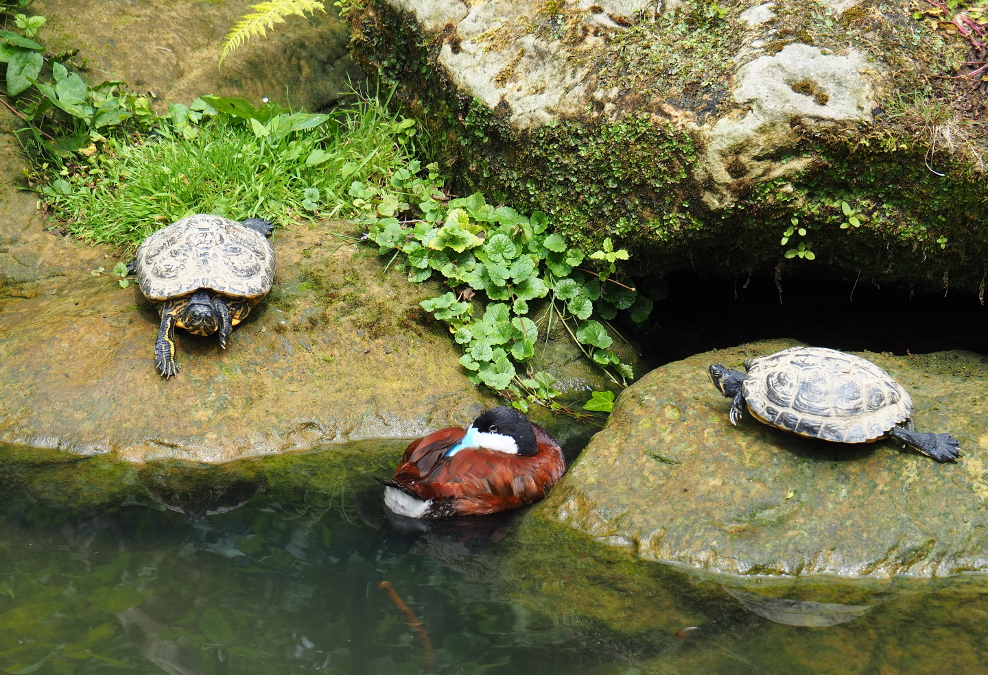 Yellow-bellied sliders (Trachemys scripta scripta) and Ruddy duck drake (Oxyura jamaicensis), 2019-07-21