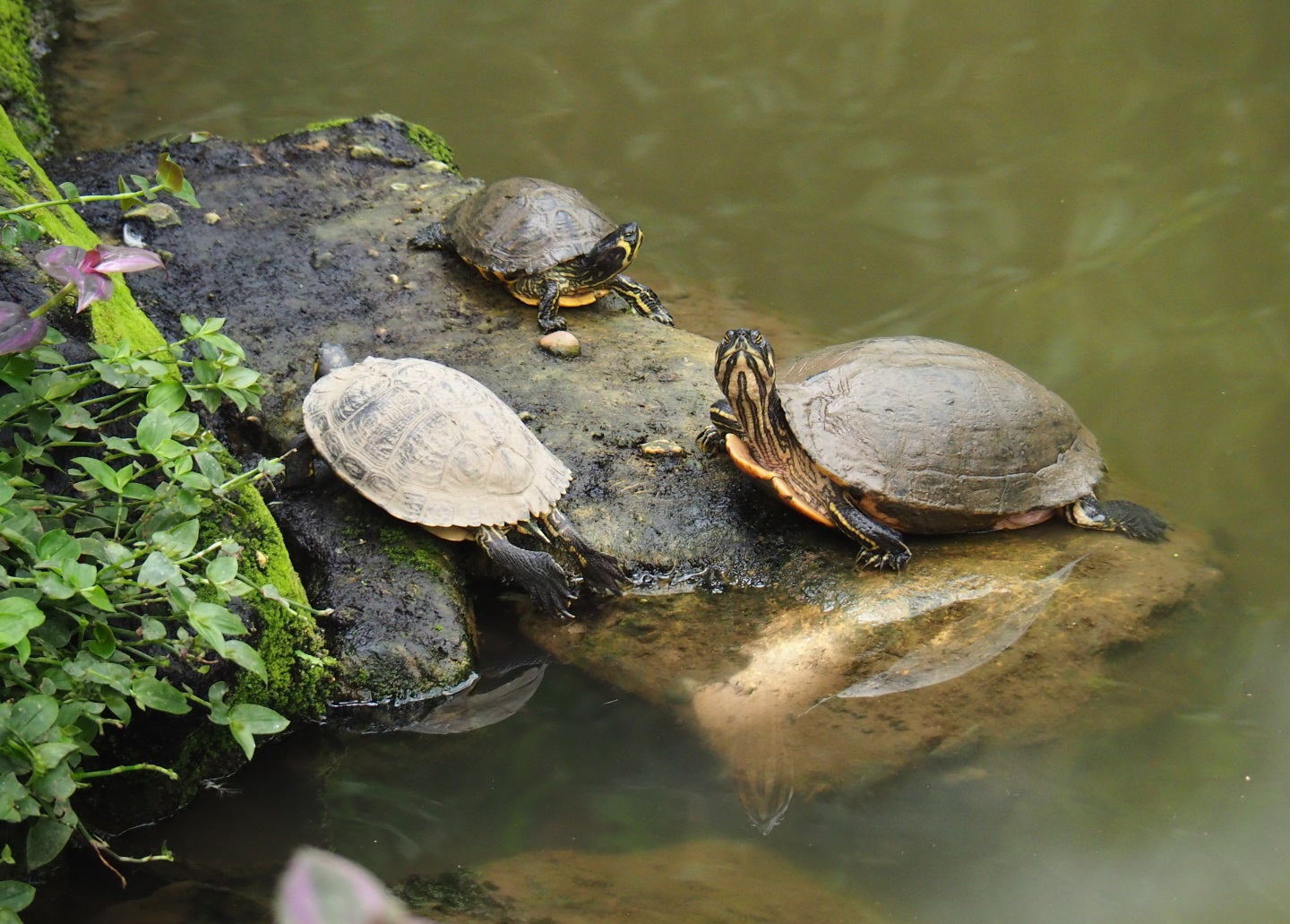 Yellow-bellied sliders (Trachemys scripta scripta), Aug 28th, 2018