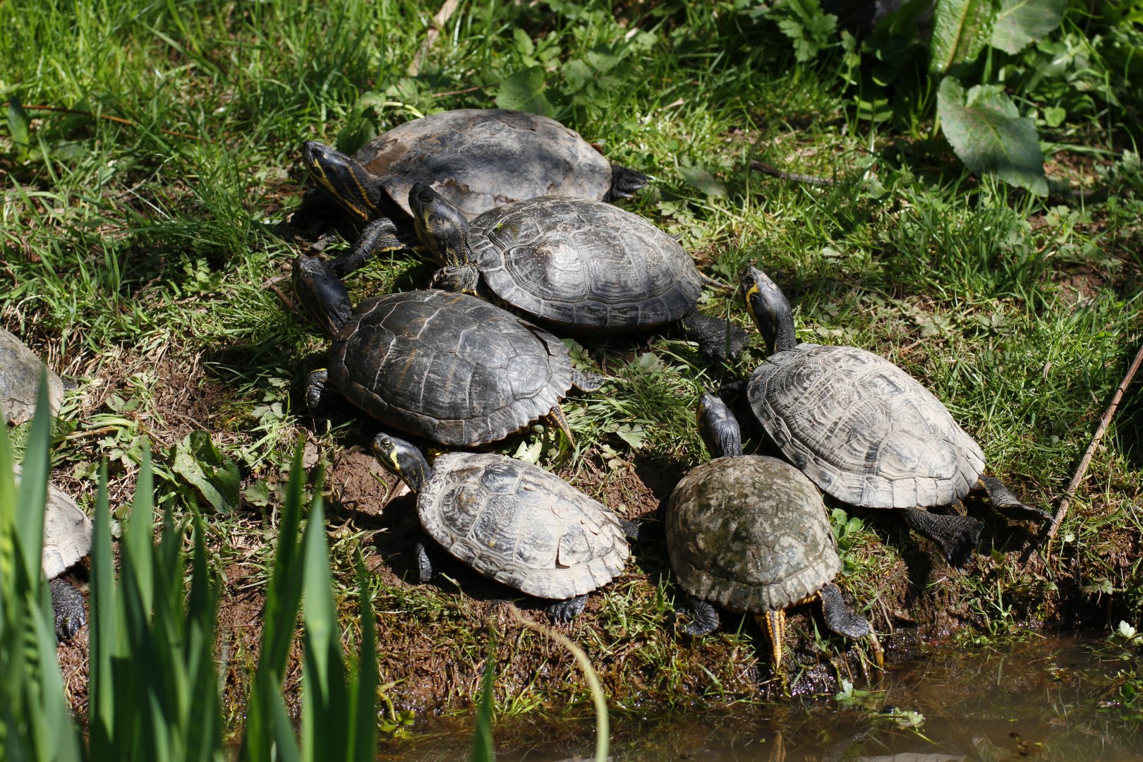 Yellow-bellied sliders (Trachemys scripta scripta)