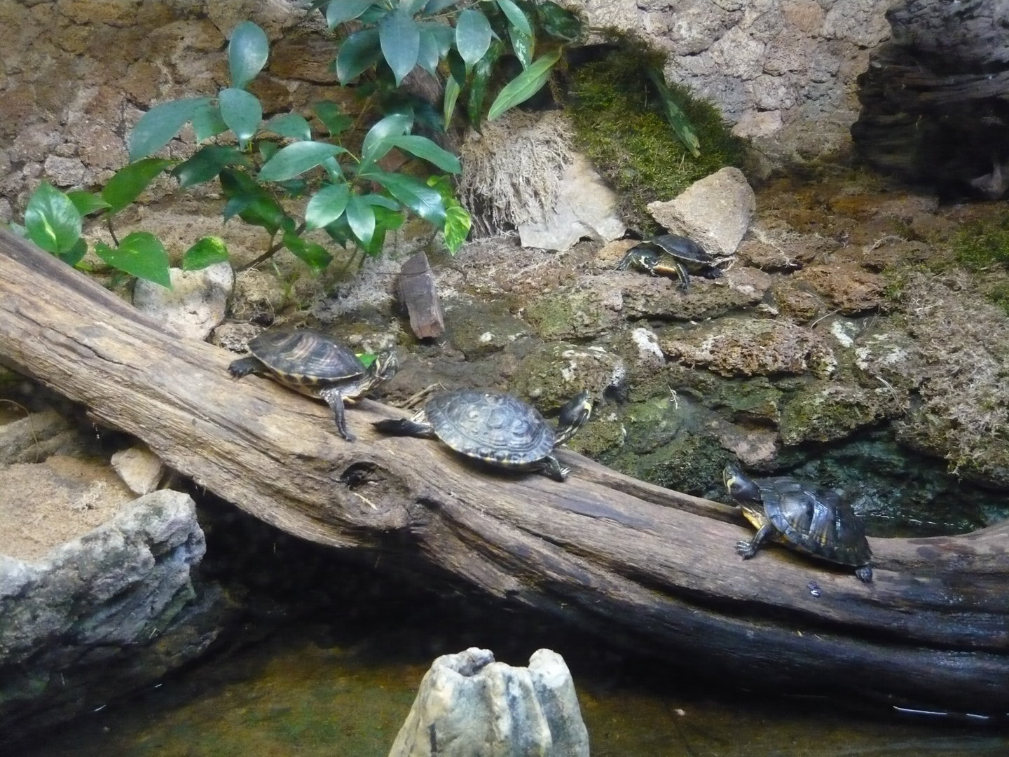 Yellow-bellied sliders (Trachemys scripta scripta)