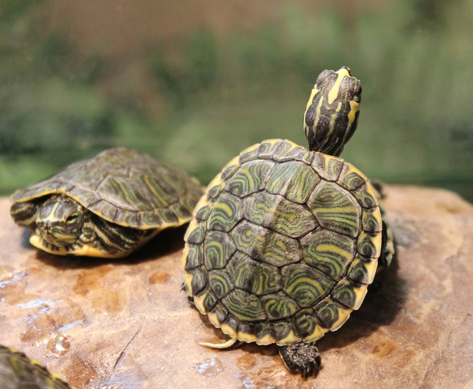 Yellow-bellied sliders