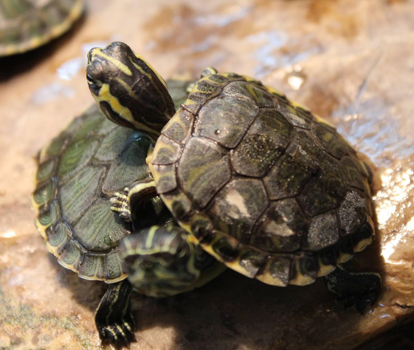 Yellow-bellied sliders