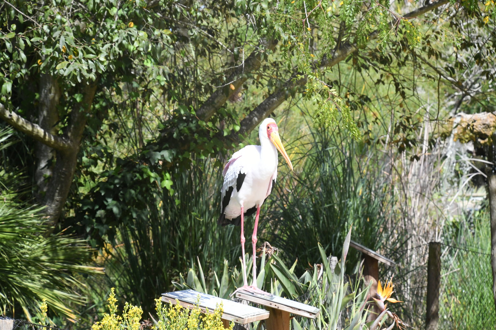 Yellow-bellied Stork