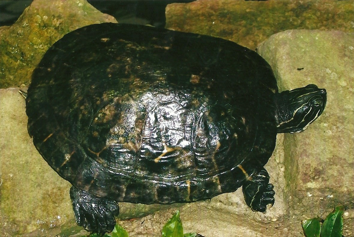 Yellow-bellied Terrapin, 13th September 2013