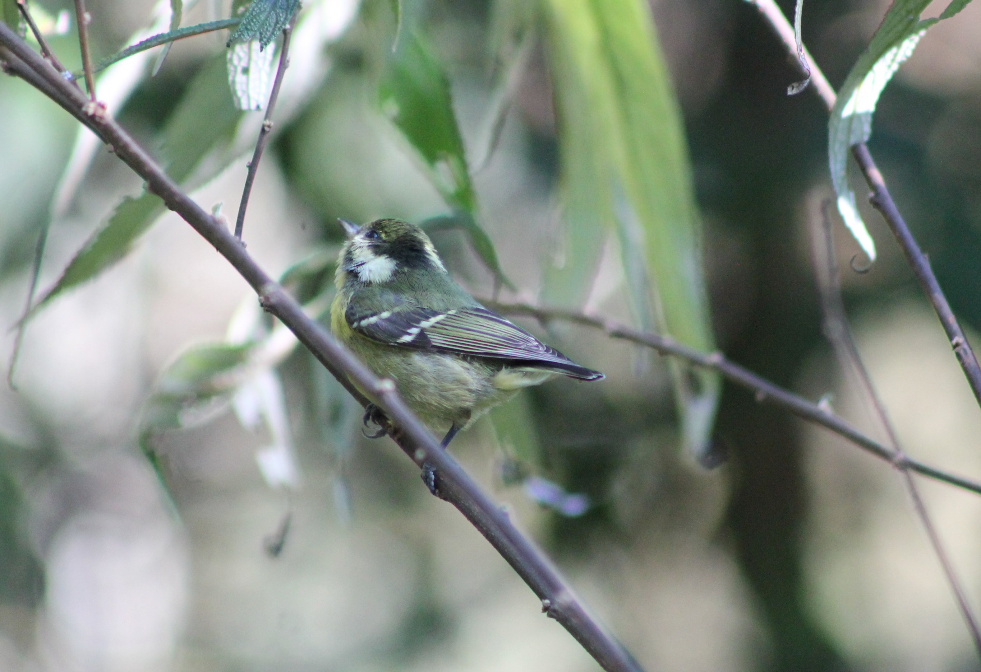 Yellow-bellied Tit (Periparus venustulus)