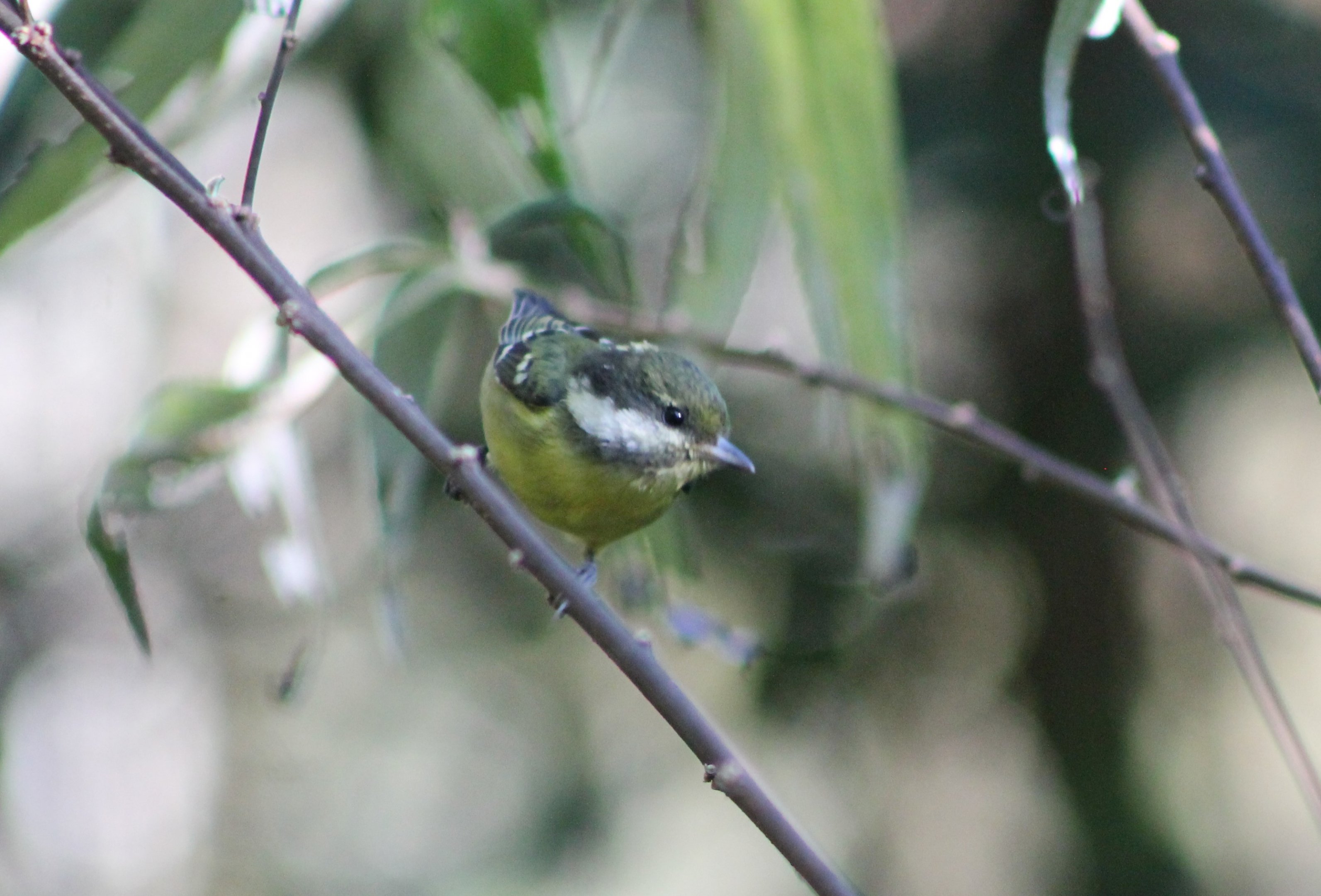 Yellow-bellied Tit (Periparus venustulus)