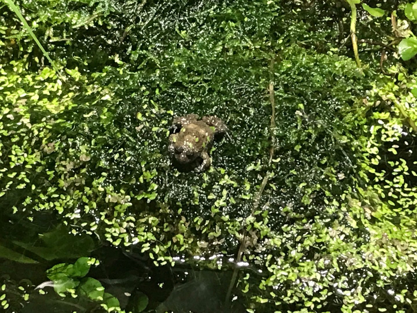 Yellow-bellied toad 270118