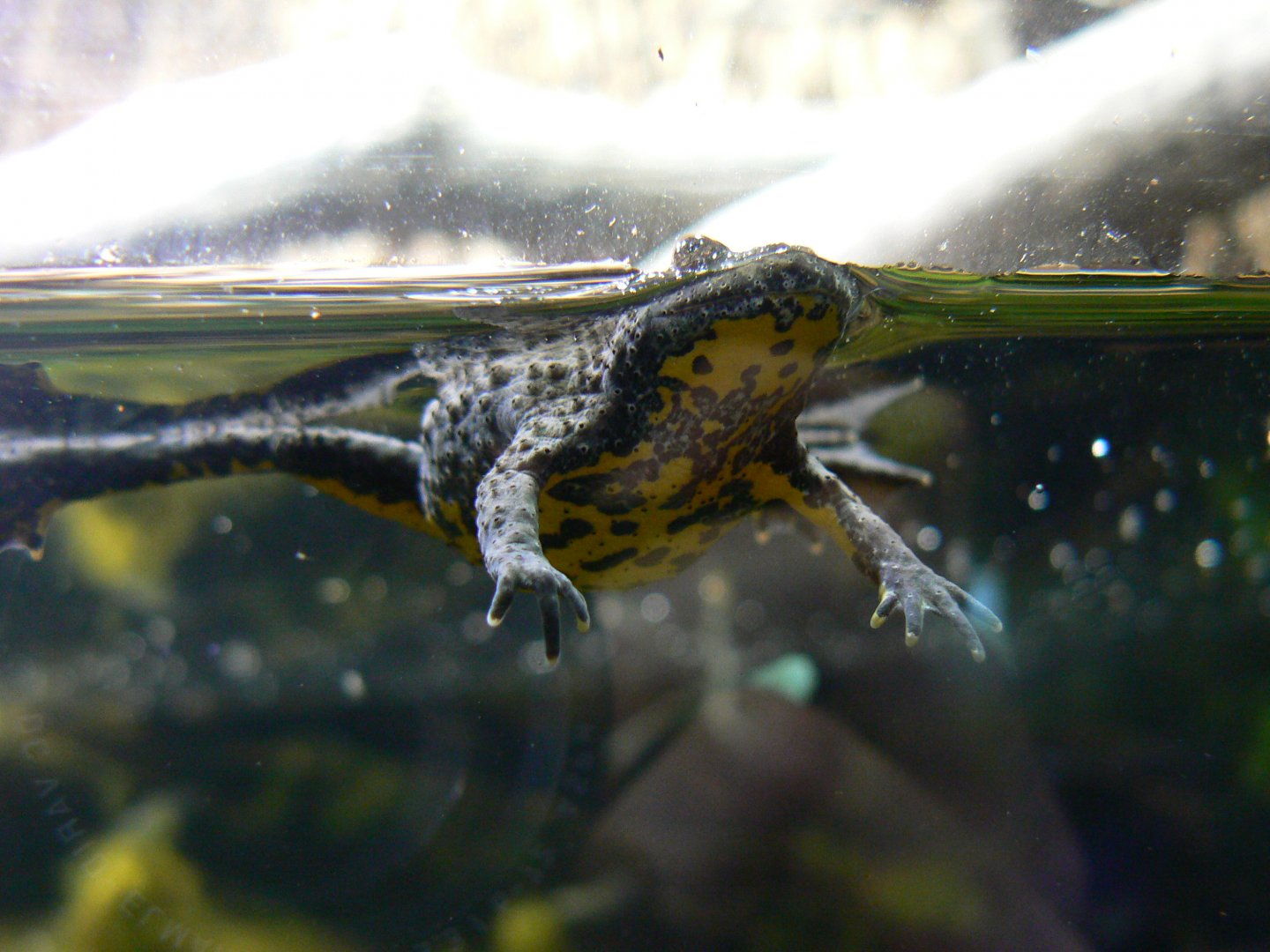 Yellow-bellied Toad - 4 June 2019