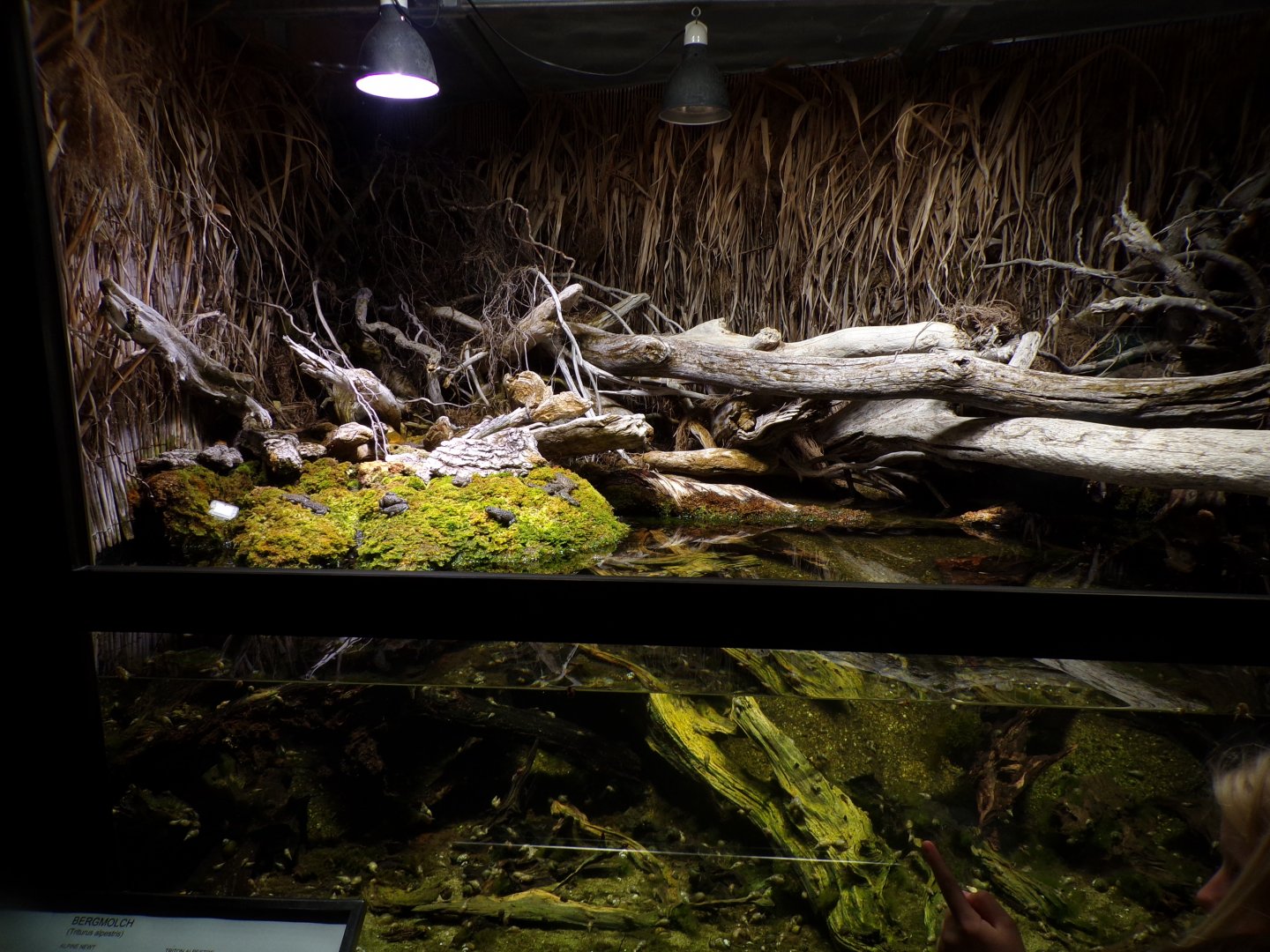 Yellow-bellied toad and Alpine newt exhibit 9.7.25