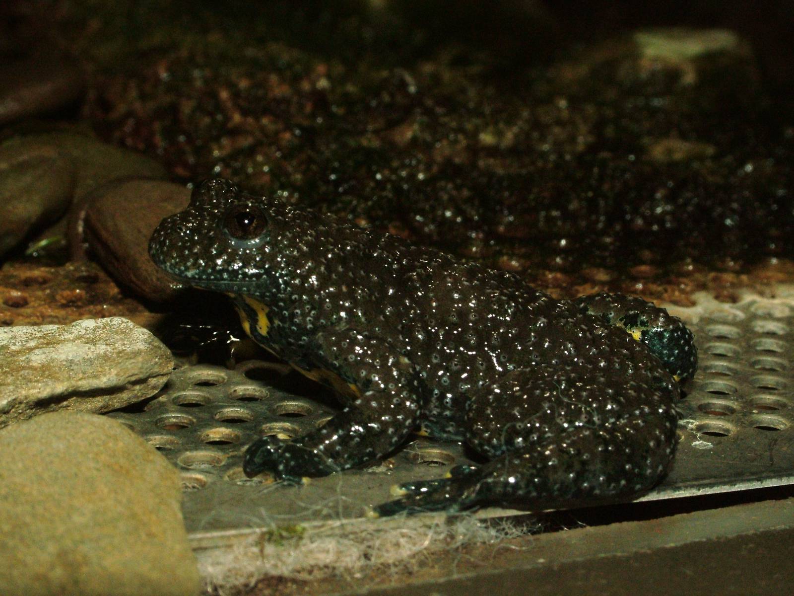Yellow-bellied Toad at Berlin Zoo Aquarium, 31/08/11