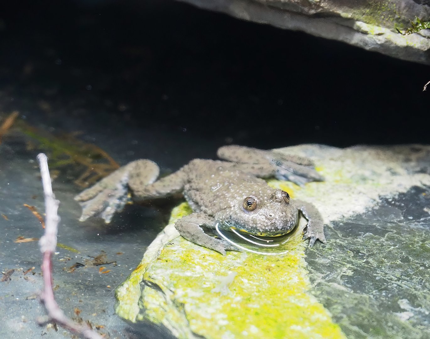 Yellow-bellied toad (Bombina variegata), 2023-05-16