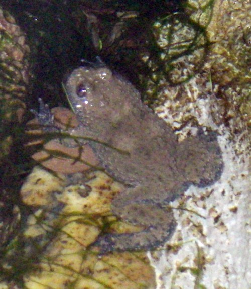 Yellow-bellied Toad (Bombina variegata)