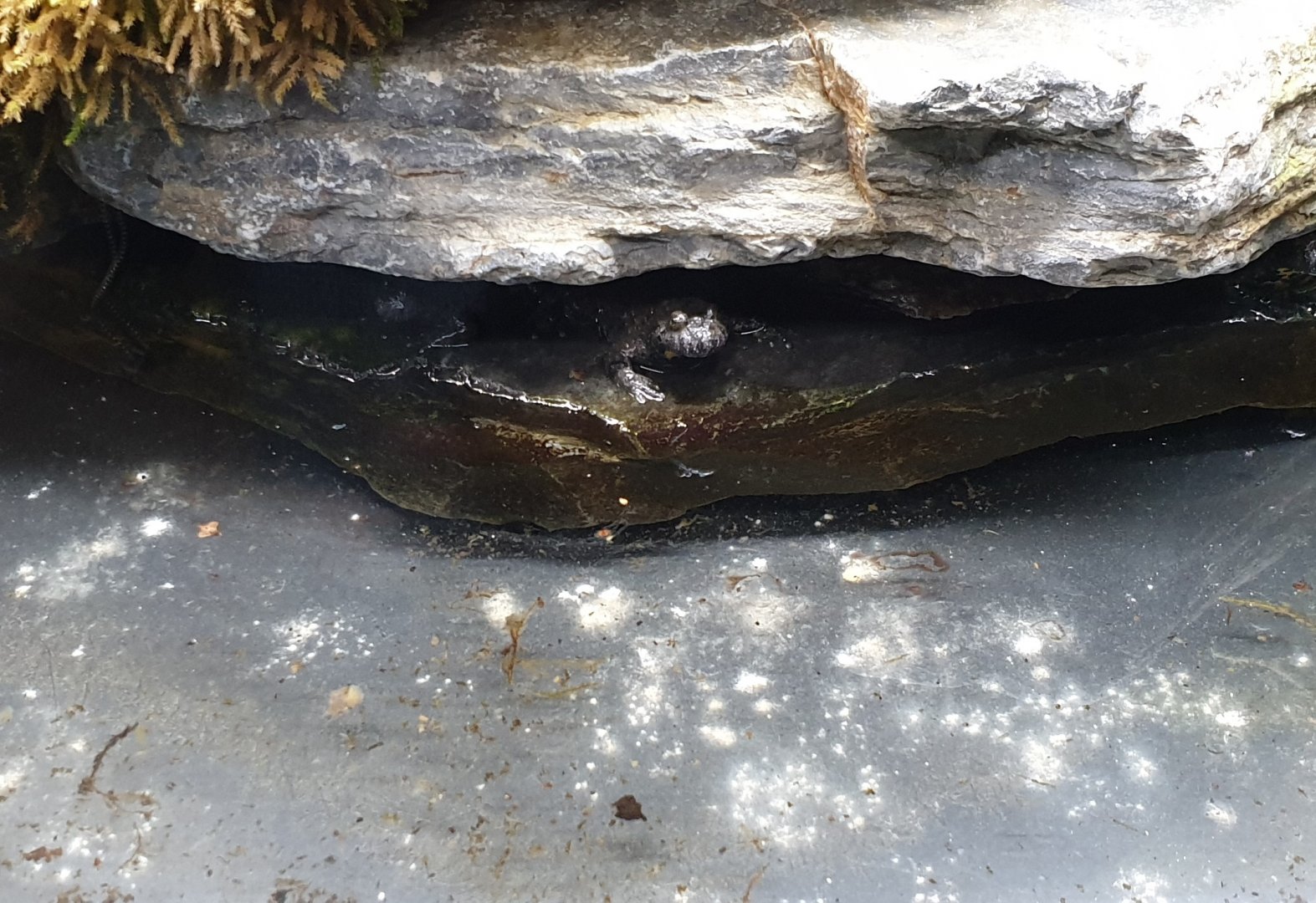 Yellow-bellied toad - Bombina variegata