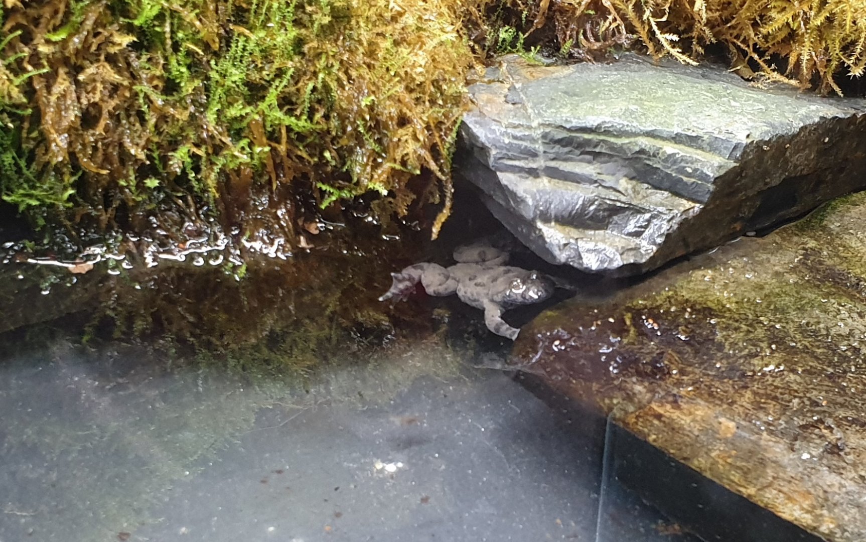 Yellow-bellied toad - Bombina variegata