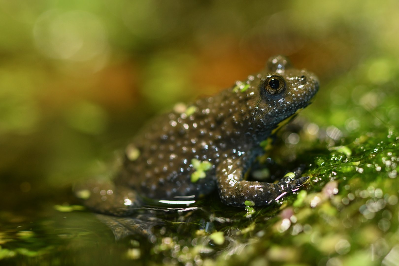 Yellow-bellied toad (Bombina variegata)