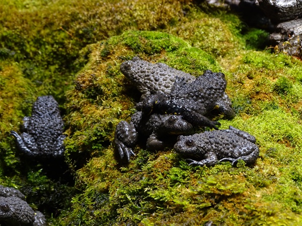 Yellow-bellied toad (Bombina variegata)
