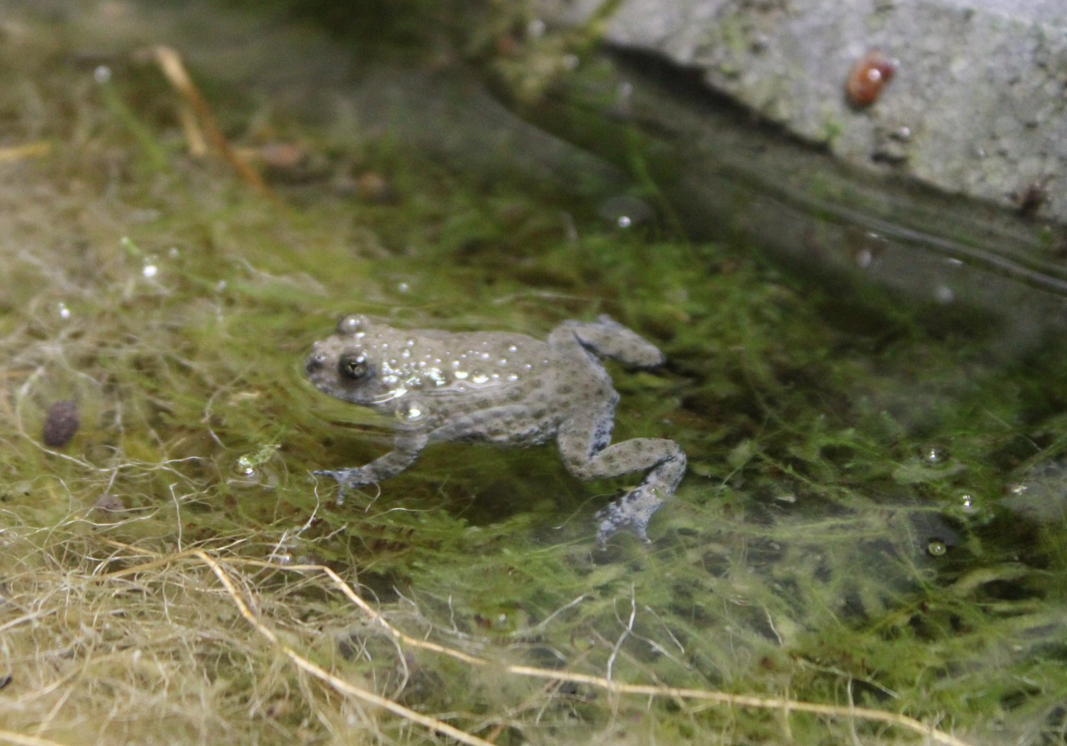 Yellow-bellied toad - Bombina variegatta