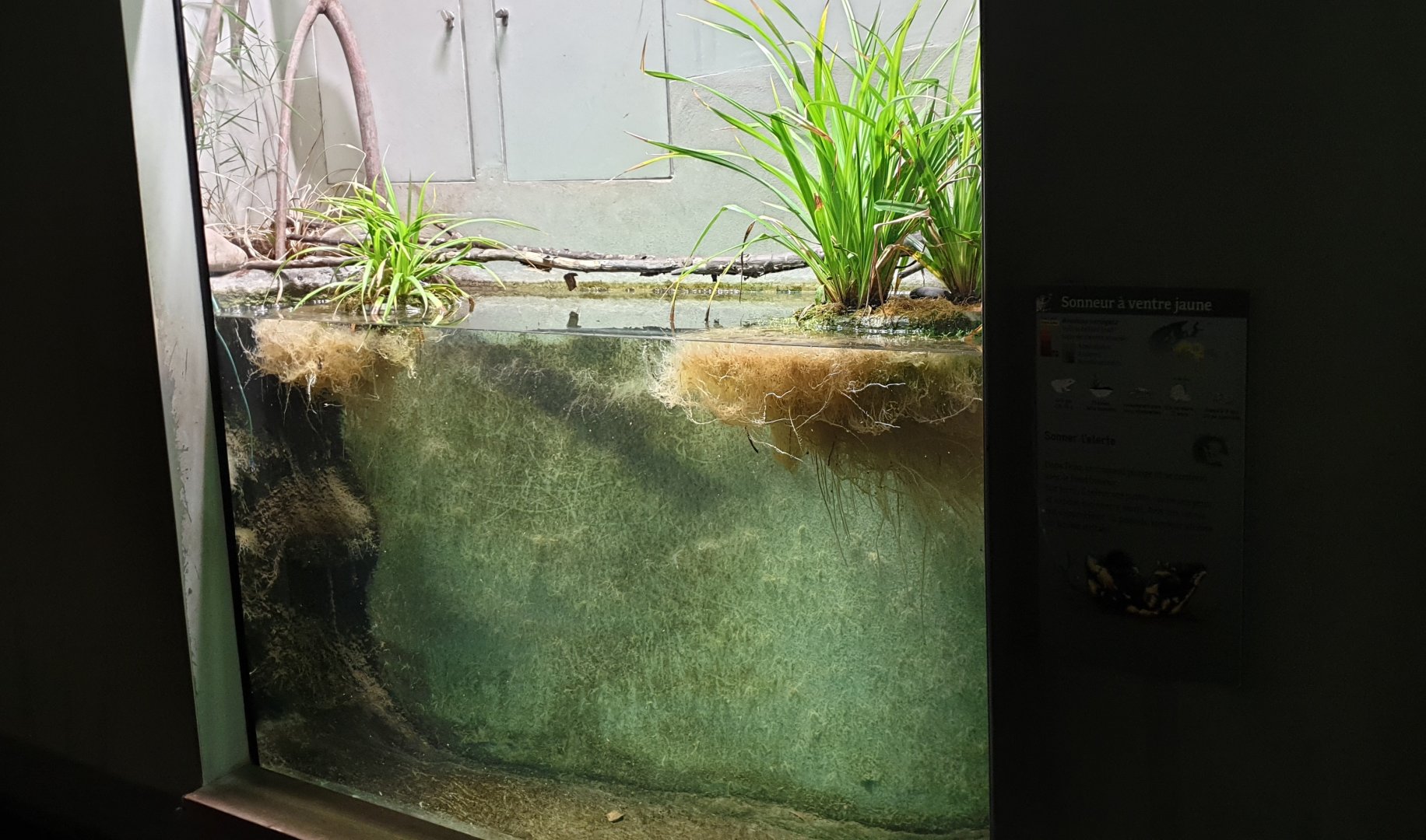 Yellow-bellied toad enclosure