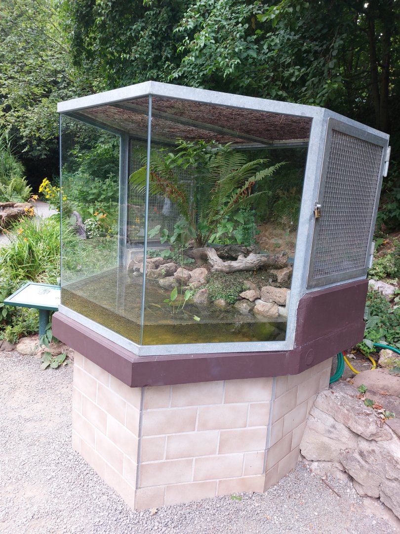 Yellow-bellied toad exhibit