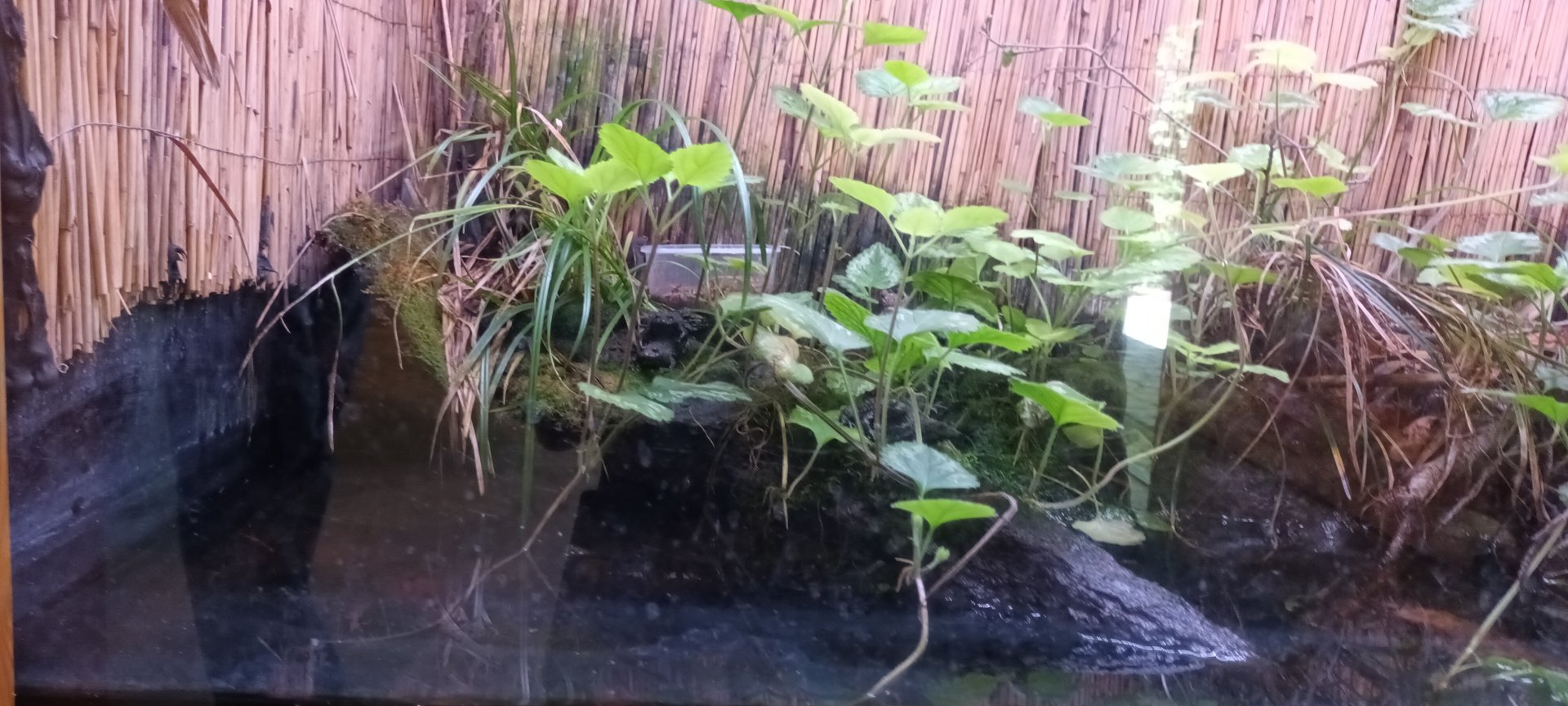 Yellow bellied Toad Habitat