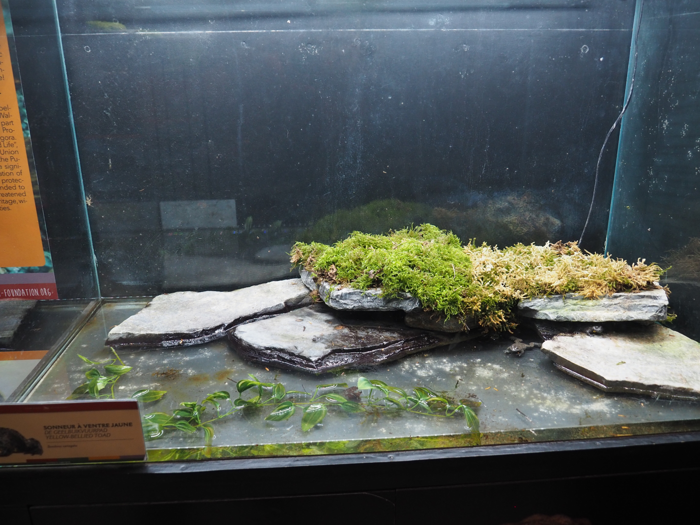 Yellow-bellied toad terrarium, 2020-09-03