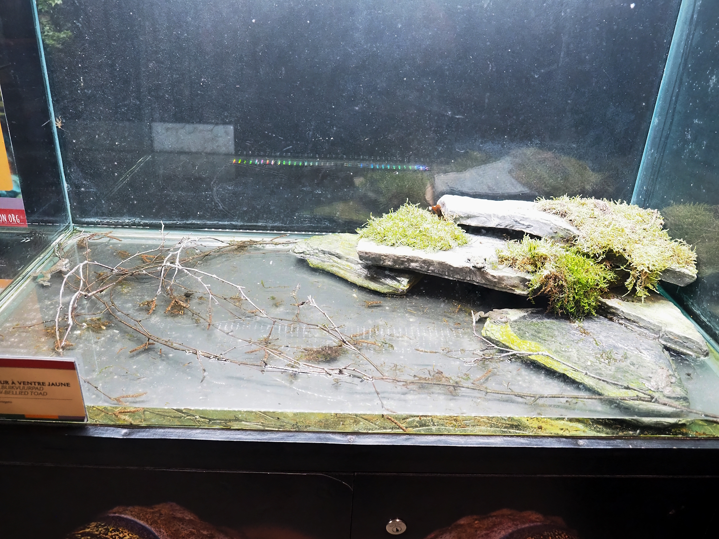 Yellow-bellied toad terrarium, 2023-05-16