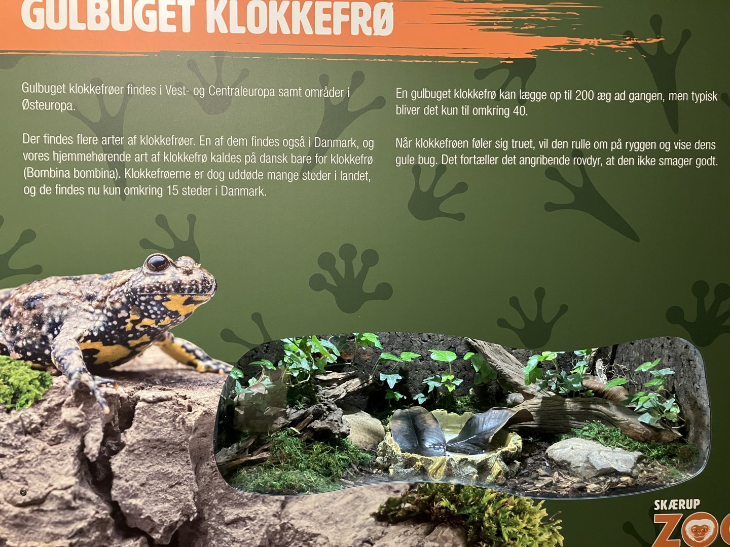 Yellow-bellied toad terrarium